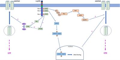 Food for Thought: Leptin and Hippocampal Synaptic Function